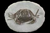 Fossil Crab (Pulalius) Washington - Washington State #67568-1